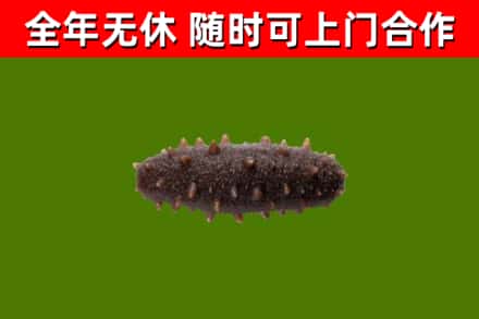 六盘水市回收海参干